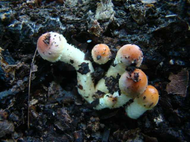 Hypholoma sublateritium?