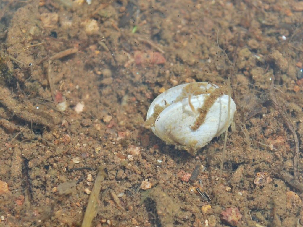 Molluschi da determinare