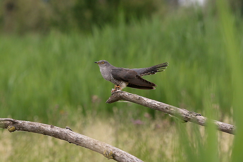 Cuculo (cuculus canorus)