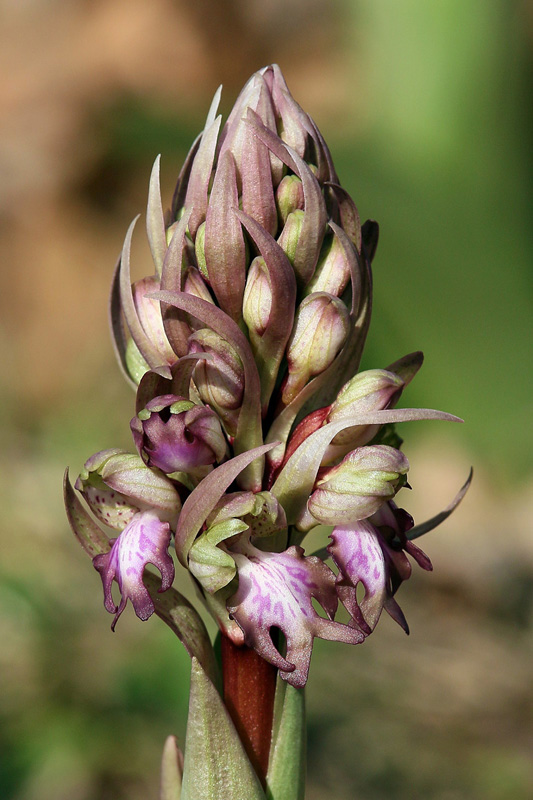 Himantoglossum robertianum (Loisel.) P. Delforge