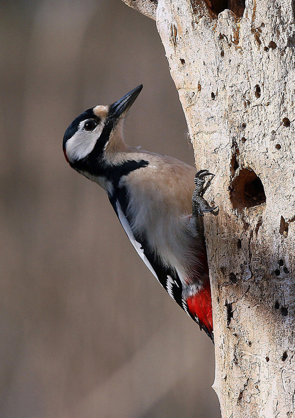 Picchio rosso maggiore ( Dendrocopos major)