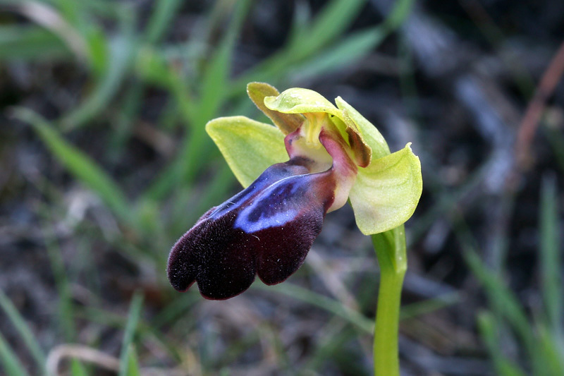 Ophrys iricolor Desf.