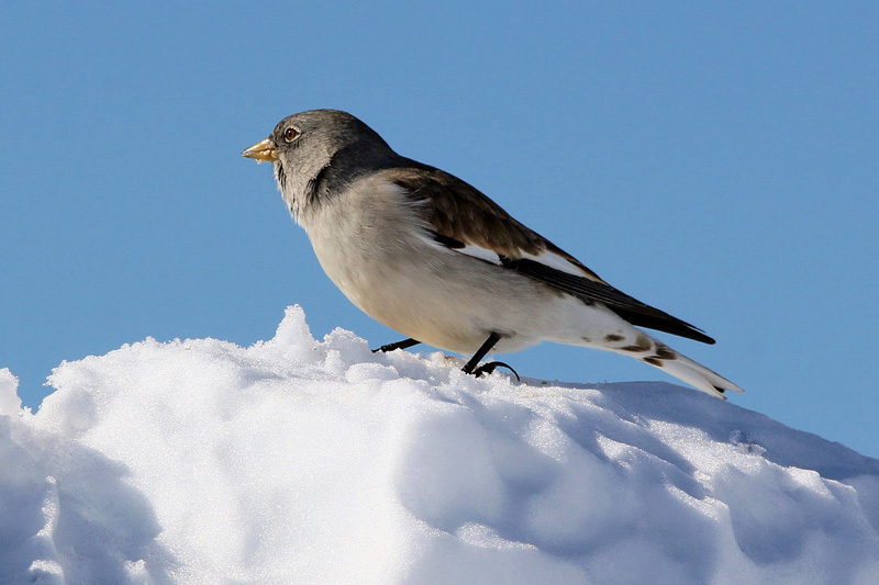 Fringuello alpino (Montifringilla nivalis)