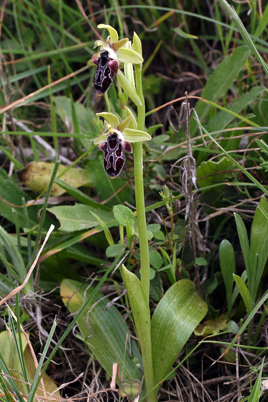 Ophrys kotschyi H.Fleischm. & So