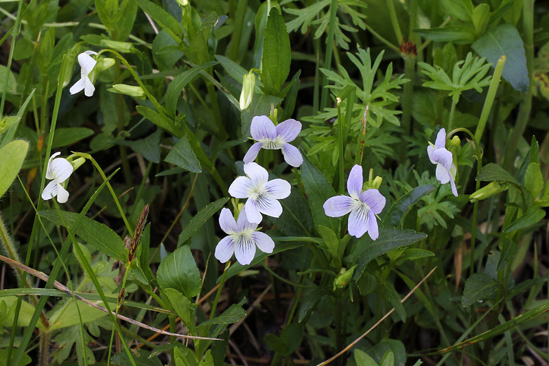 Viola pumila Chaix / Viola minore