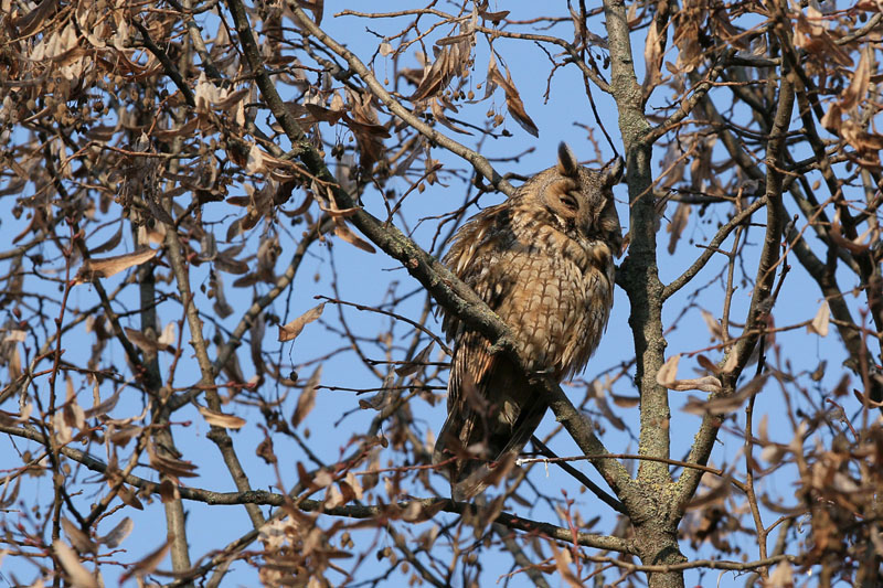 Gufo comune (asio otus)