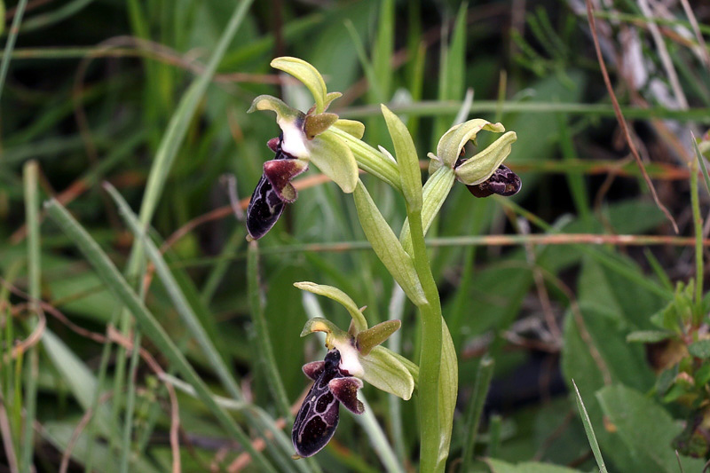 Ophrys kotschyi H.Fleischm. & So