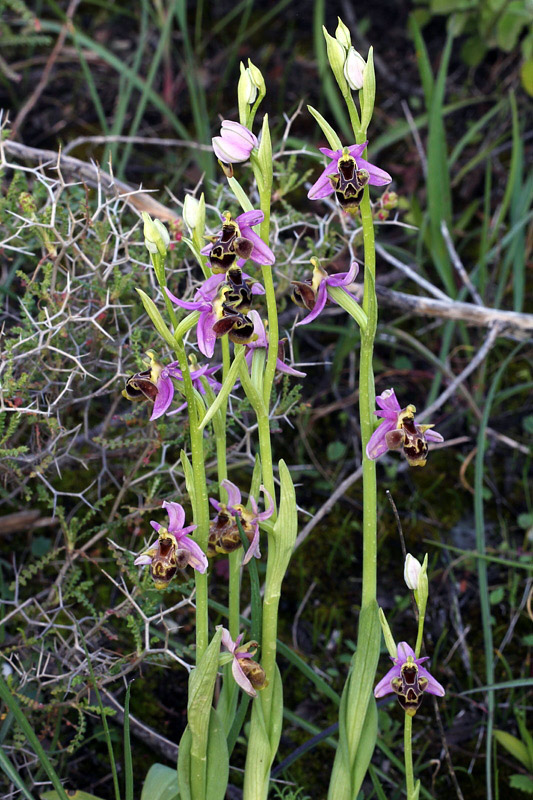 Ophrys polyxo J.Mast, M.-A.Garnier, Devillers-Tersch. & Devi