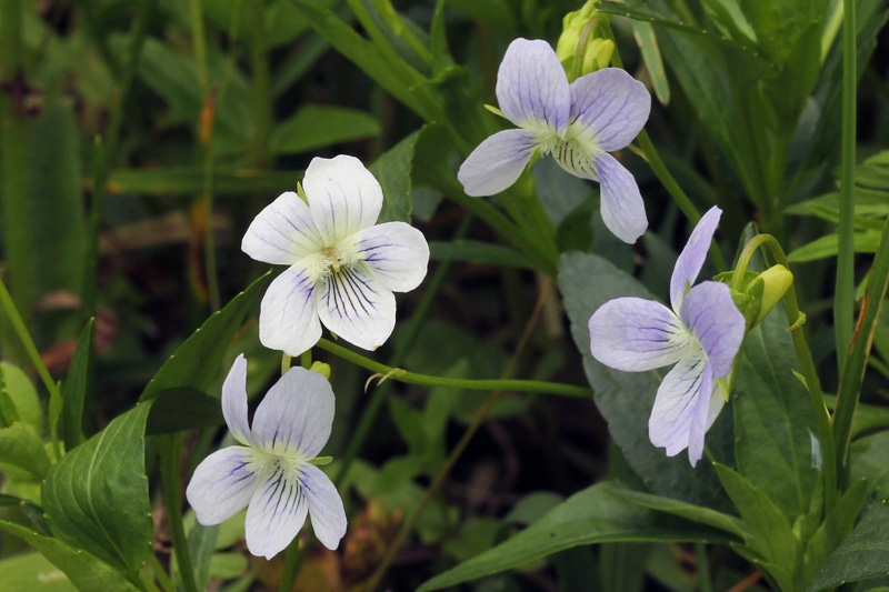 Viola pumila Chaix / Viola minore