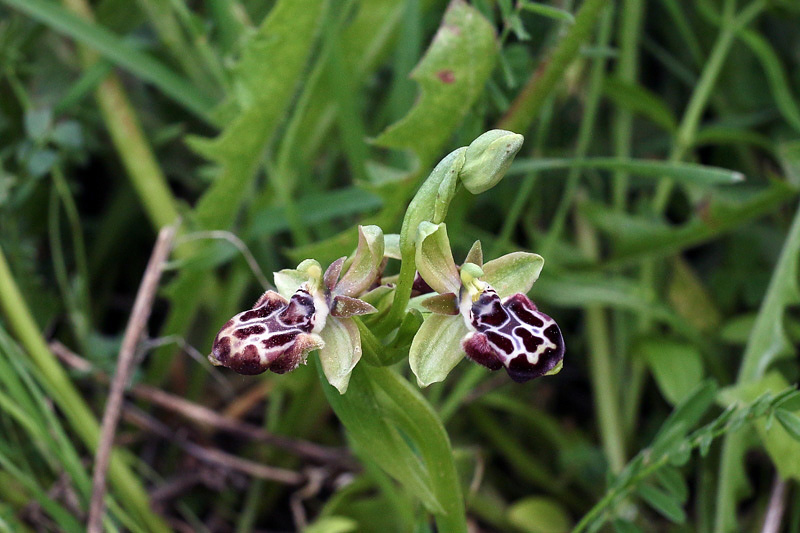 Ophrys kotschyi H.Fleischm. & So