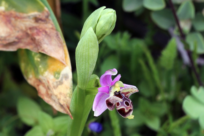 Ophrys cornutula HF Paulus