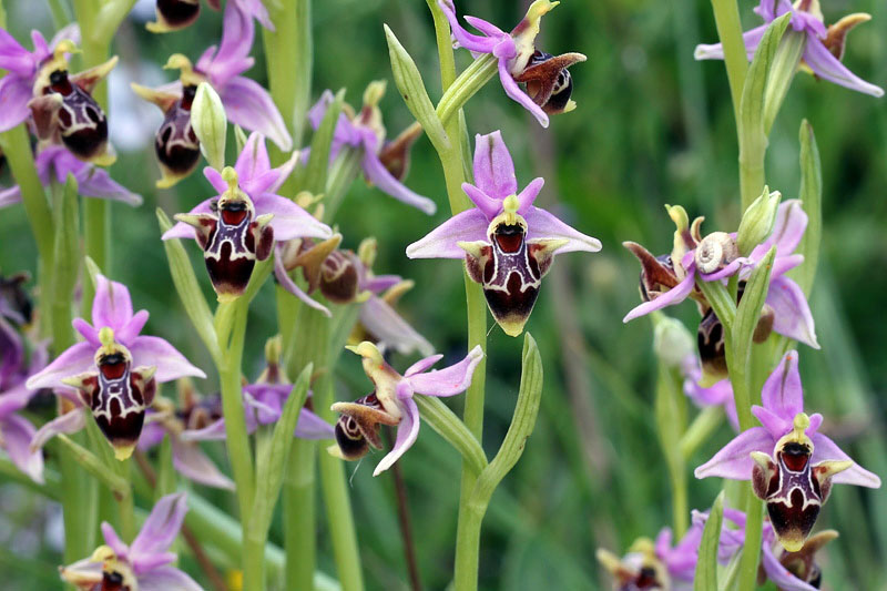 Ophrys polyxo J.Mast, M.-A.Garnier, Devillers-Tersch. & Devi