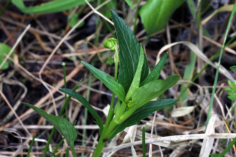 Viola pumila Chaix / Viola minore