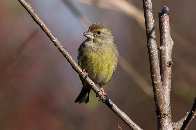 Verdone (Carduelis chloris)