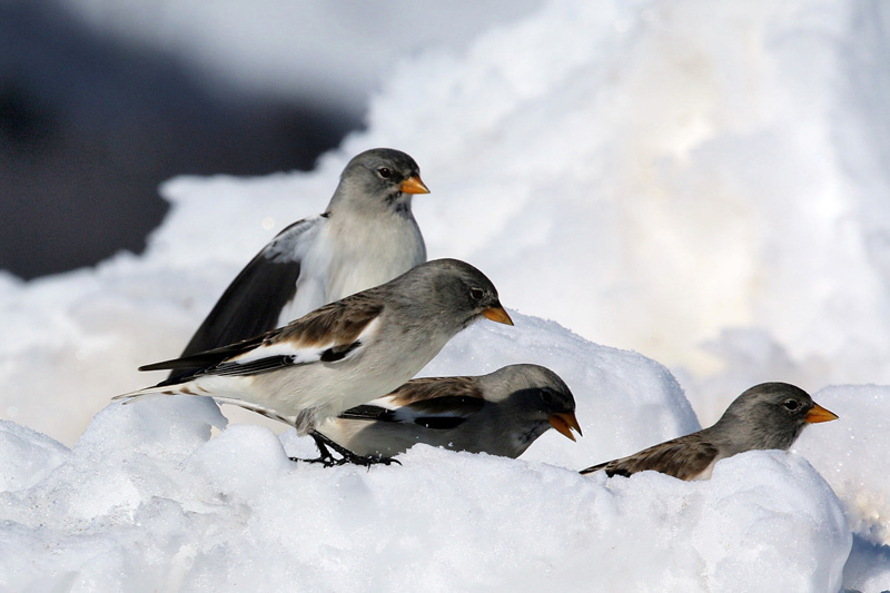 Fringuello alpino (Montifringilla nivalis)