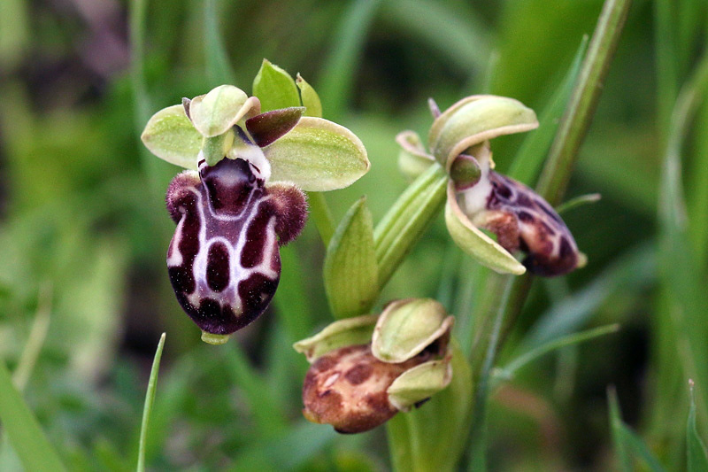 Ophrys kotschyi H.Fleischm. & So