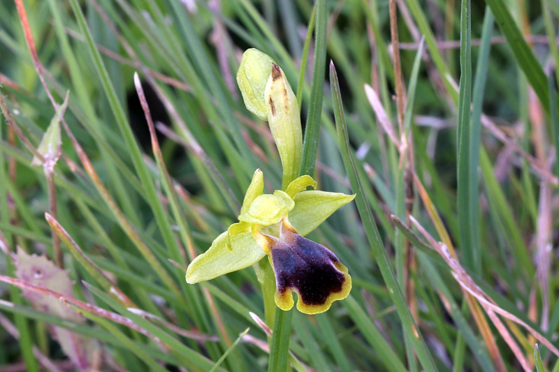 Ophrys blitopertha H.F.Paulus