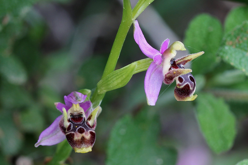 Ophrys cornutula HF Paulus