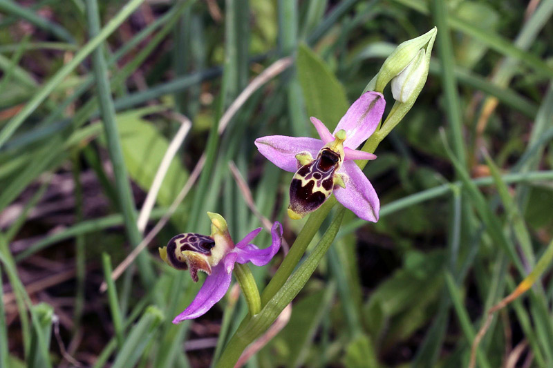 Ophrys polyxo J.Mast, M.-A.Garnier, Devillers-Tersch. & Devi