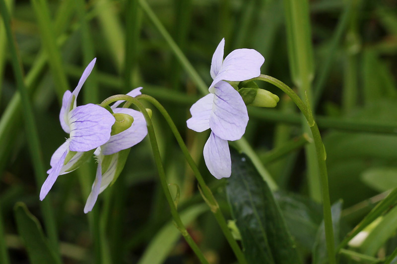 Viola pumila Chaix / Viola minore