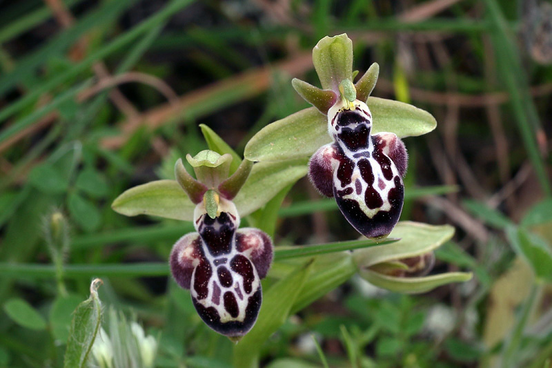 Ophrys kotschyi H.Fleischm. & So