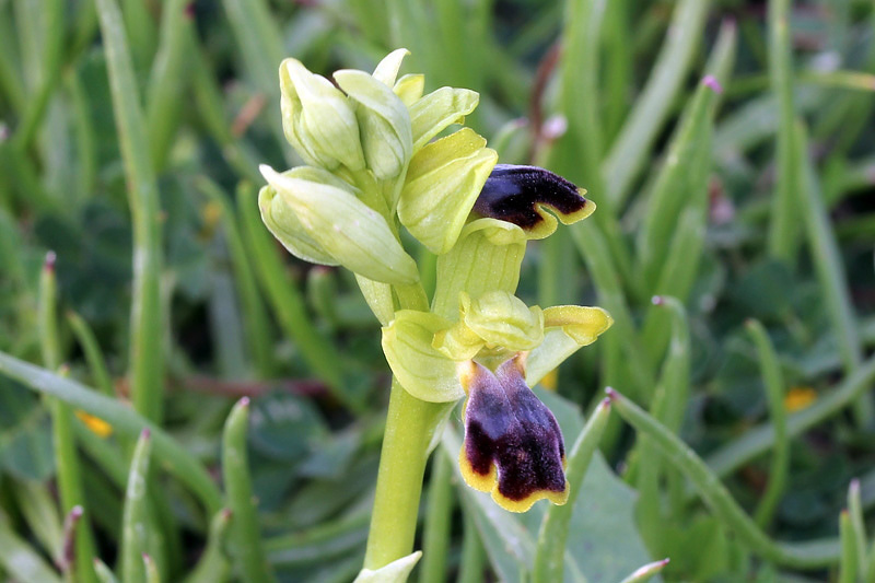 Ophrys blitopertha H.F.Paulus