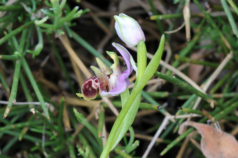 Ophrys cornutula HF Paulus