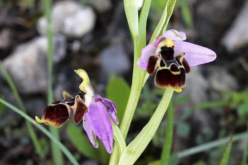 Ophrys polyxo J.Mast, M.-A.Garnier, Devillers-Tersch. & Devi