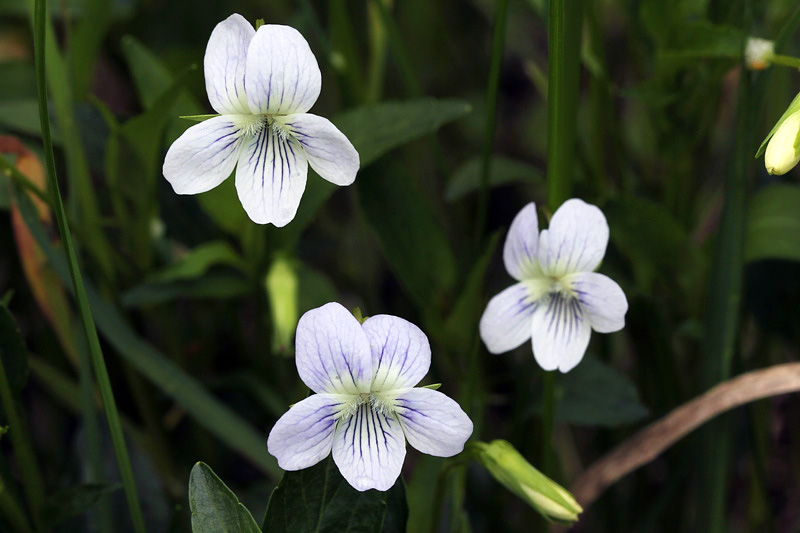 Viola pumila Chaix / Viola minore