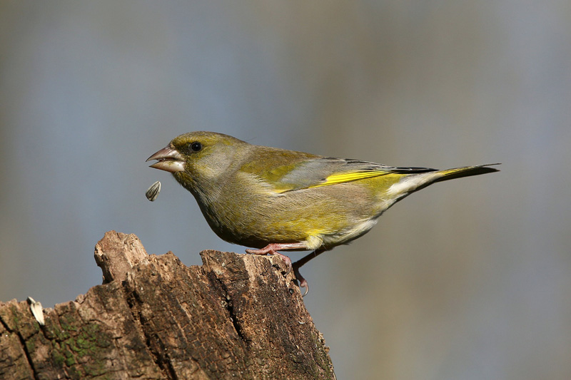 Verdone (Carduelis chloris)