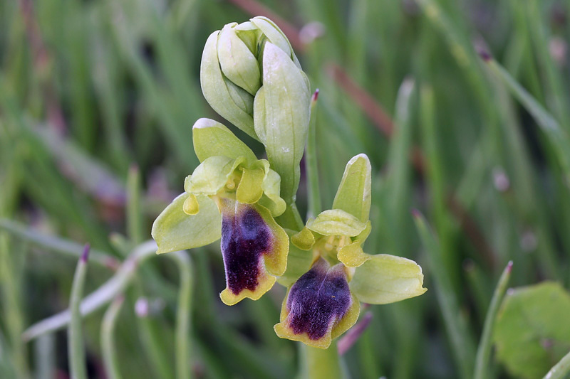 Ophrys blitopertha H.F.Paulus