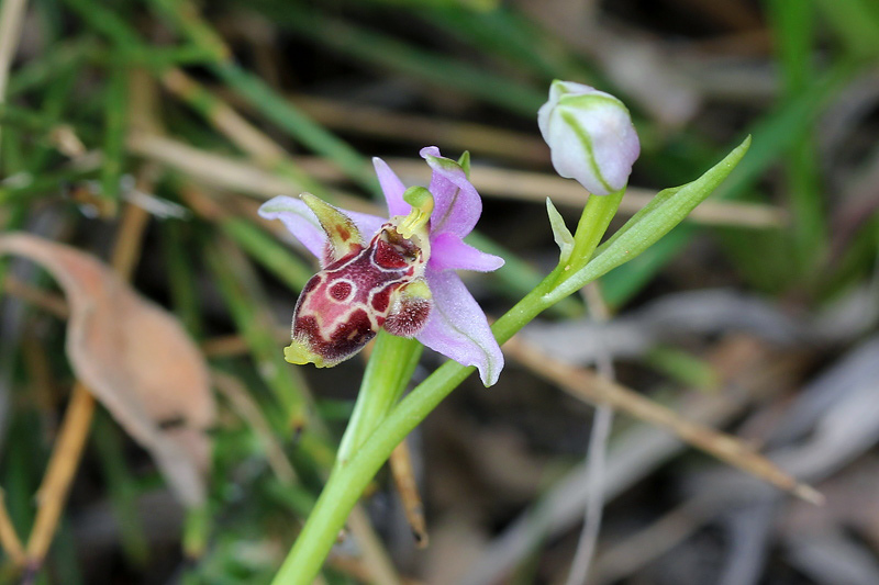 Ophrys cornutula HF Paulus