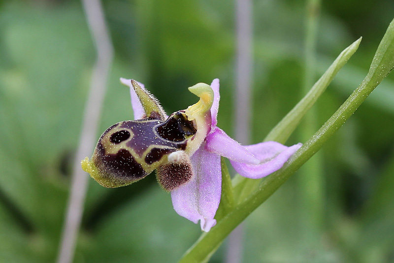 Ophrys polyxo J.Mast, M.-A.Garnier, Devillers-Tersch. & Devi