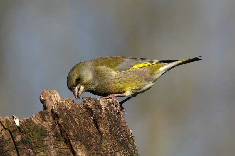 Verdone (Carduelis chloris)