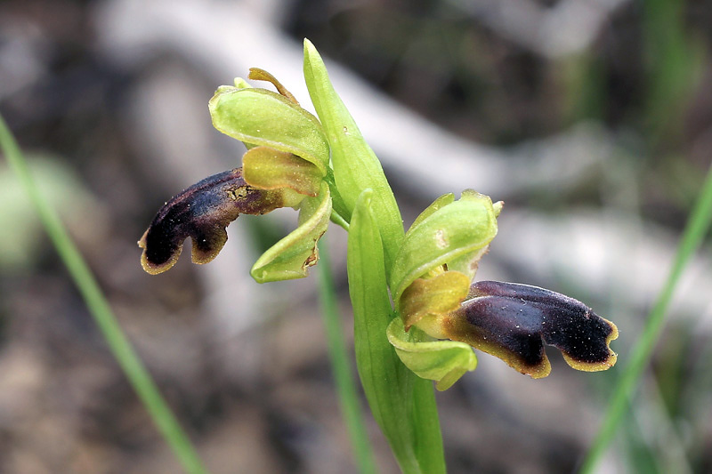 Ophrys blitopertha H.F.Paulus