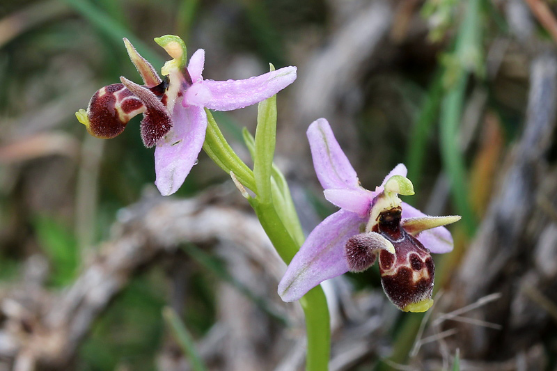 Ophrys cornutula HF Paulus