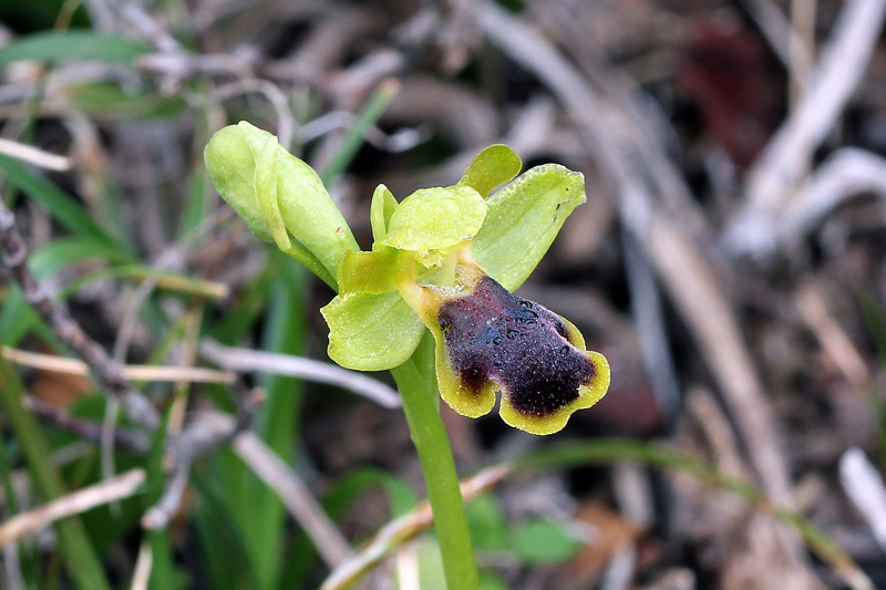 Ophrys blitopertha H.F.Paulus