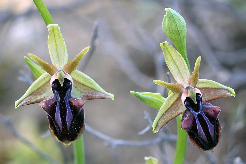 Ophrys mammosa Desfontaines