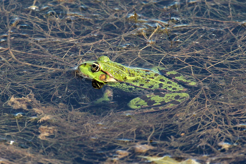 Rana verde - Pelophylax cfr. ridibundus? (RE)