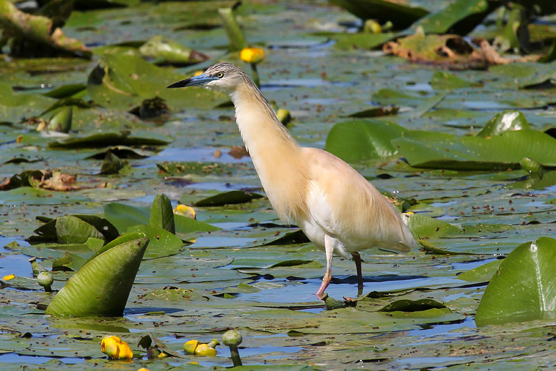 Sgarza ciuffetto (Ardeola ralloides)