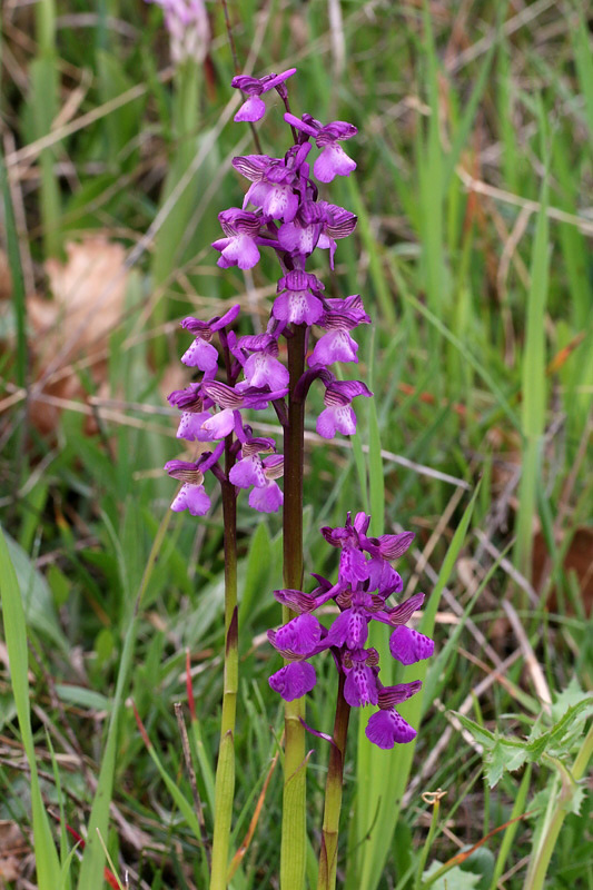 Anacamptis morio (L.) R.M. Bateman, Pridgeon & M.W. Chase