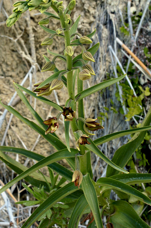 Epipactis veratrifolia Boiss. & Homen.