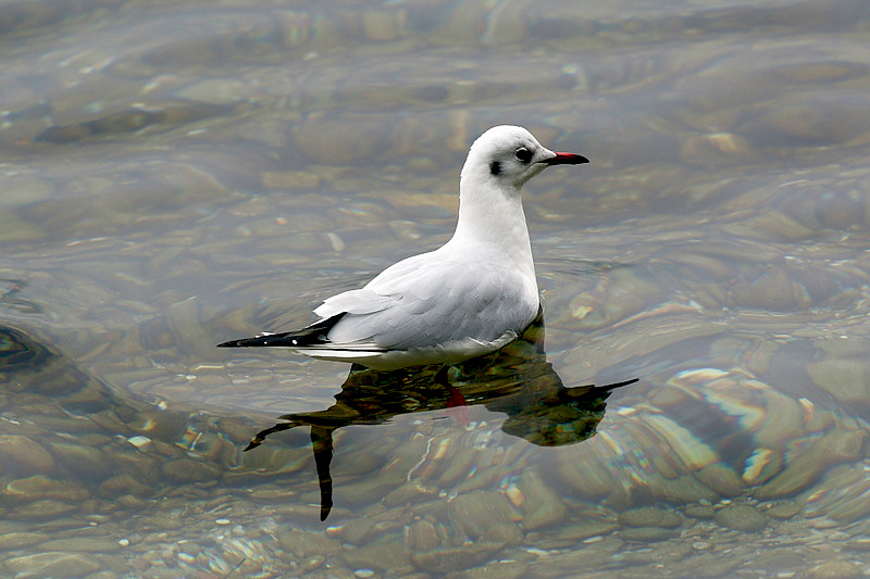 Gabbiano comune / Chroicocephalus (ex Larus) ridibundus