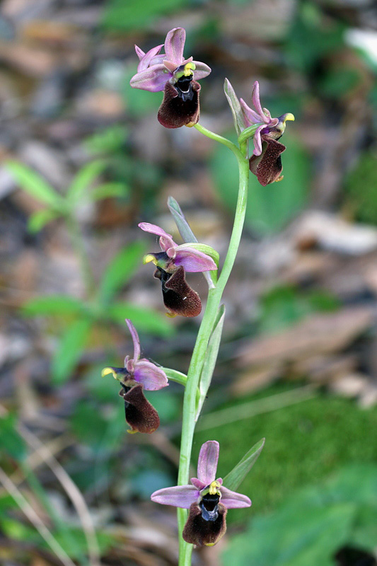 Ophrys normanii J.J. Wood (pro. Hybr.)