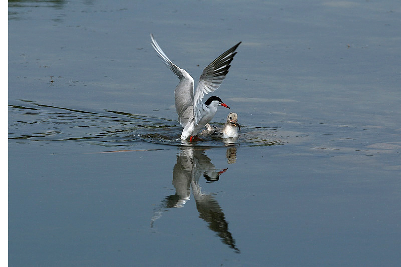 Pranzo in volo