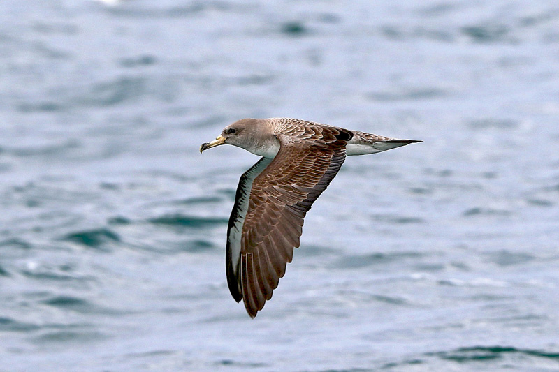 Berta maggiore (Calonectris diomedea)