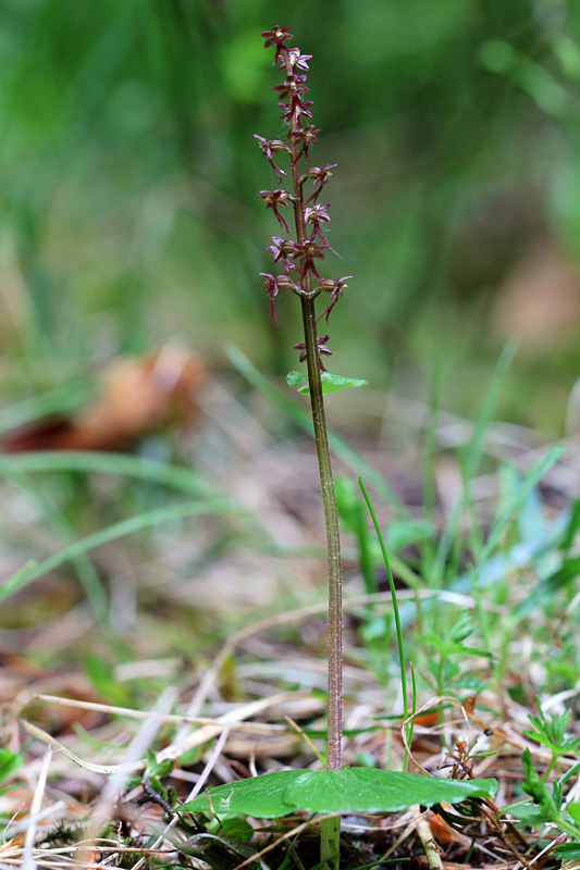 Neottia cordata (=Listera cordata)