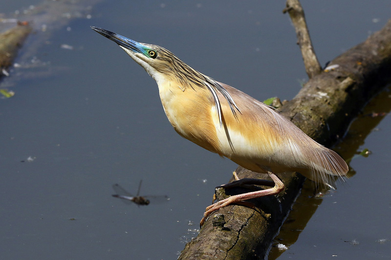 Sgarza ciuffetto (Ardeola ralloides)