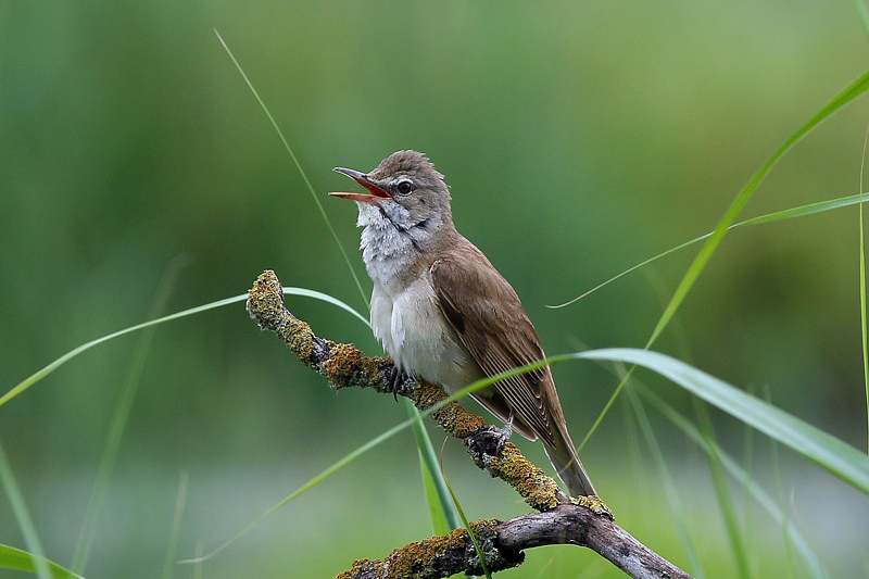 Cannareccione (Acrocephalus arundinaceus)