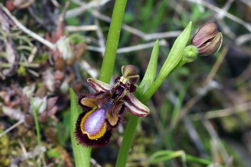 Ophrys speculum Link